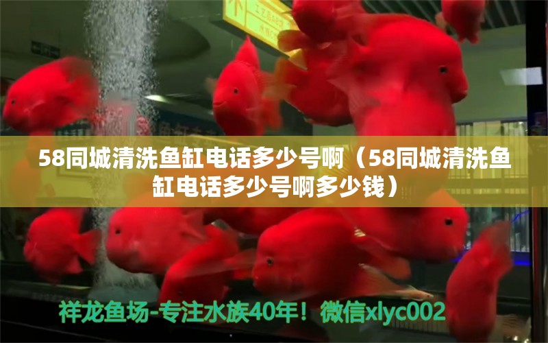 58同城清洗鱼缸电话多少号啊（58同城清洗鱼缸电话多少号啊多少钱） 观赏鱼