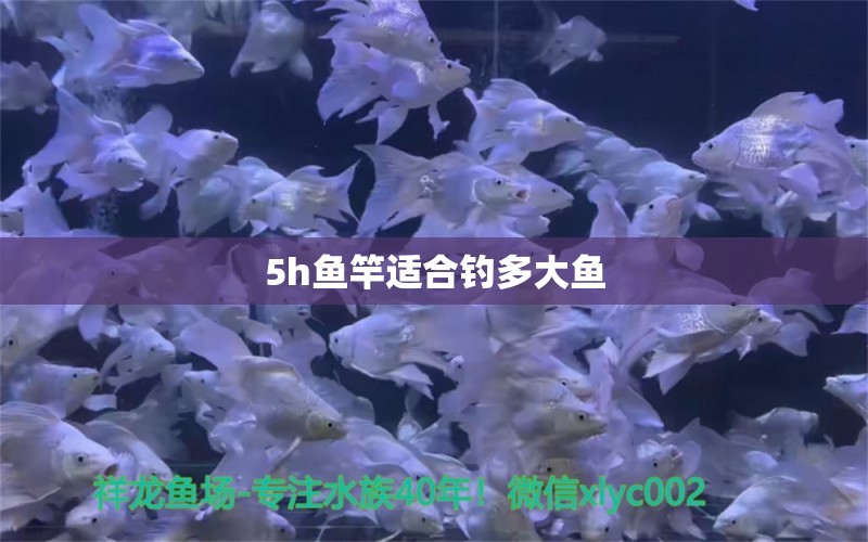 5h鱼竿适合钓多大鱼 印尼小红龙 第2张