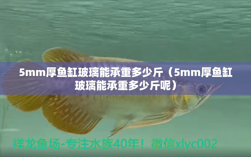 5mm厚鱼缸玻璃能承重多少斤（5mm厚鱼缸玻璃能承重多少斤呢）