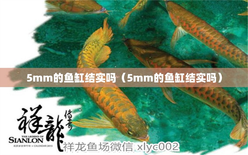 5mm的鱼缸结实吗（5mm的鱼缸结实吗） 鱼缸百科