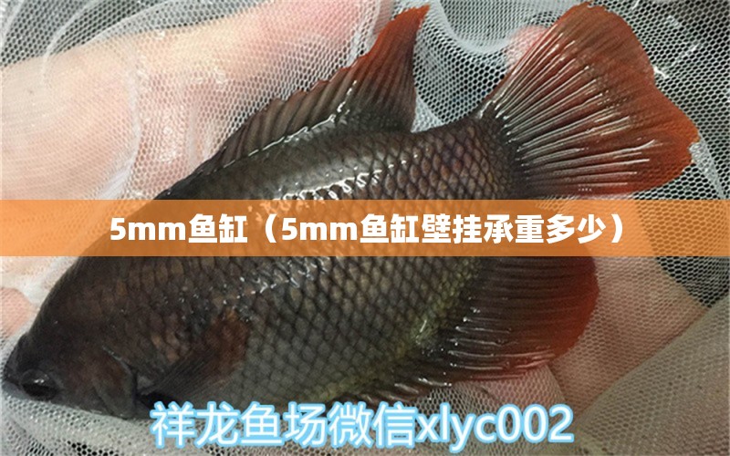 5mm鱼缸（5mm鱼缸壁挂承重多少） 其他品牌鱼缸