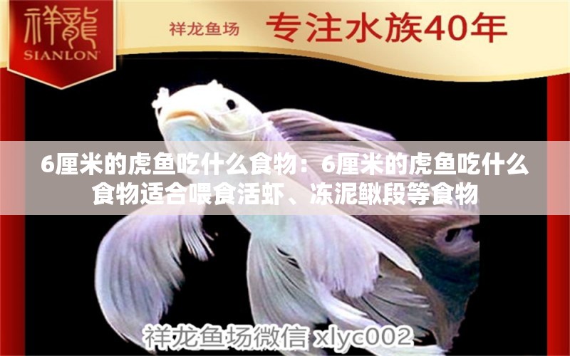 6厘米的虎鱼吃什么食物：6厘米的虎鱼吃什么食物适合喂食活虾、冻泥鳅段等食物