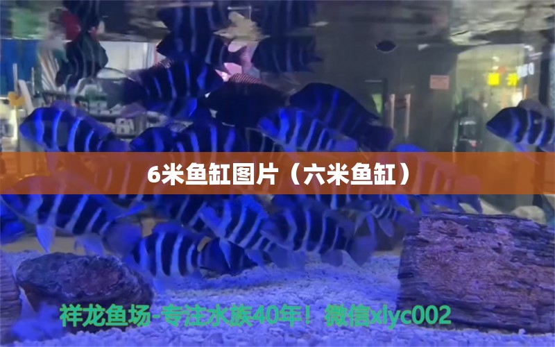 6米鱼缸图片（六米鱼缸）