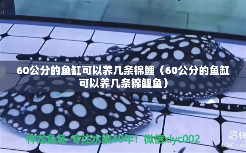 60公分的鱼缸可以养几条锦鲤（60公分的鱼缸可以养几条锦鲤鱼） 祥龙水族医院