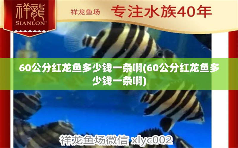 60公分红龙鱼多少钱一条啊(60公分红龙鱼多少钱一条啊) 祥龙蓝珀金龙鱼