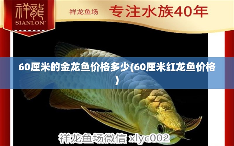 60厘米的金龙鱼价格多少(60厘米红龙鱼价格)