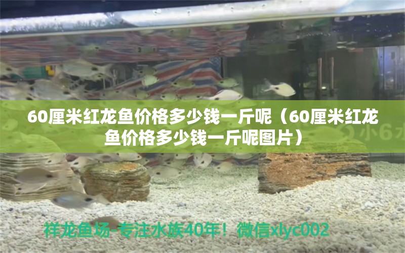 60厘米红龙鱼价格多少钱一斤呢（60厘米红龙鱼价格多少钱一斤呢图片）