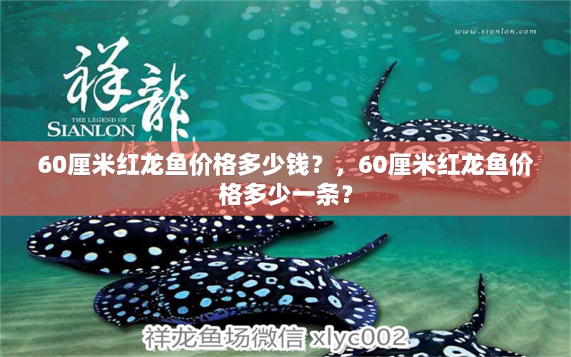 60厘米红龙鱼价格多少钱？，60厘米红龙鱼价格多少一条？