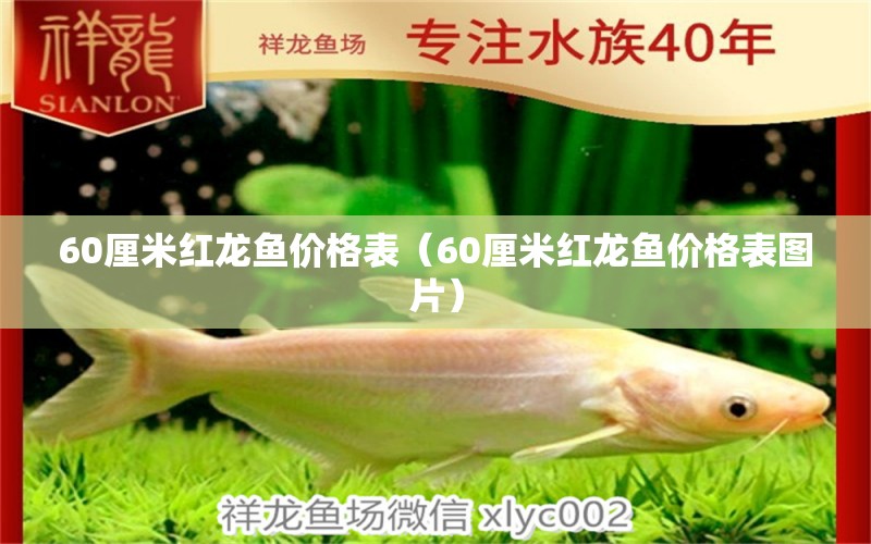 60厘米红龙鱼价格表（60厘米红龙鱼价格表图片） 印尼红龙鱼