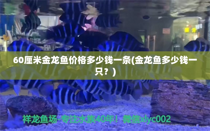 60厘米金龙鱼价格多少钱一条(金龙鱼多少钱一只？) 虎鱼鱼苗