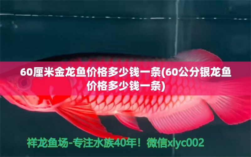 60厘米金龙鱼价格多少钱一条(60公分银龙鱼价格多少钱一条)