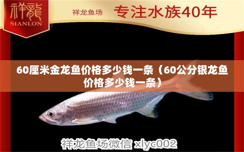 60厘米金龙鱼价格多少钱一条（60公分银龙鱼价格多少钱一条）