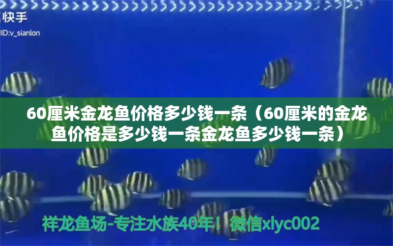 60厘米金龙鱼价格多少钱一条（60厘米的金龙鱼价格是多少钱一条金龙鱼多少钱一条）