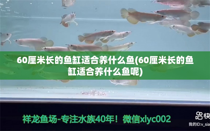 60厘米长的鱼缸适合养什么鱼(60厘米长的鱼缸适合养什么鱼呢)