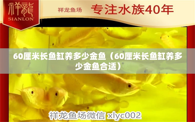 60厘米长鱼缸养多少金鱼（60厘米长鱼缸养多少金鱼合适）