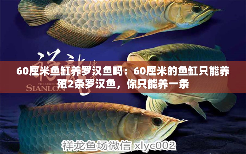 60厘米鱼缸养罗汉鱼吗：60厘米的鱼缸只能养殖2条罗汉鱼，你只能养一条 鱼缸百科 第2张