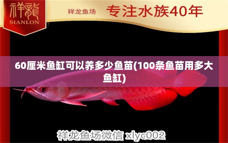 60厘米鱼缸可以养多少鱼苗(100条鱼苗用多大鱼缸)