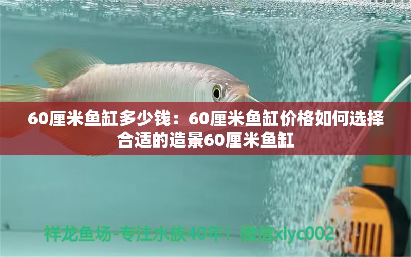 60厘米鱼缸多少钱：60厘米鱼缸价格如何选择合适的造景60厘米鱼缸