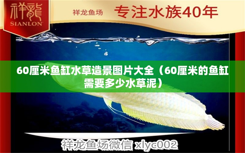 60厘米鱼缸水草造景图片大全（60厘米的鱼缸需要多少水草泥） 水草