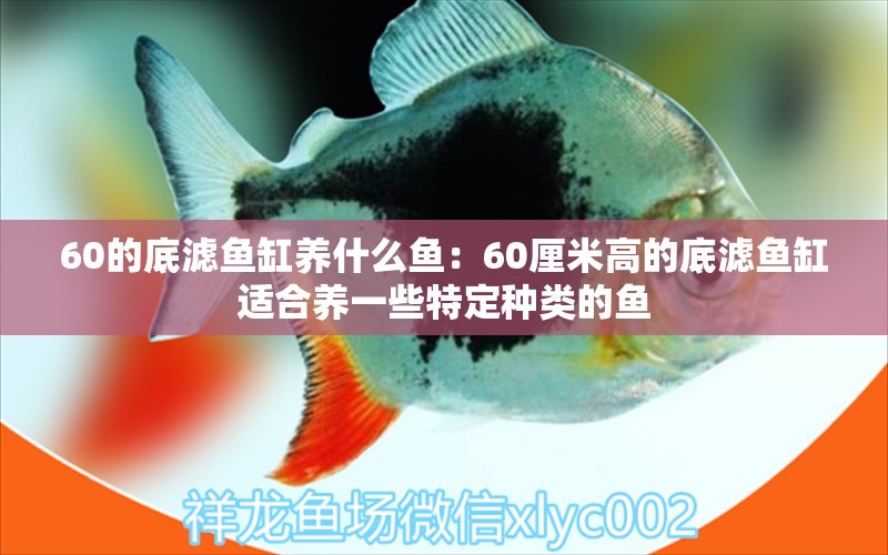 60的底滤鱼缸养什么鱼：60厘米高的底滤鱼缸适合养一些特定种类的鱼 鱼缸百科 第2张