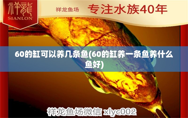 60的缸可以养几条鱼(60的缸养一条鱼养什么鱼好) 红龙专用鱼粮饲料