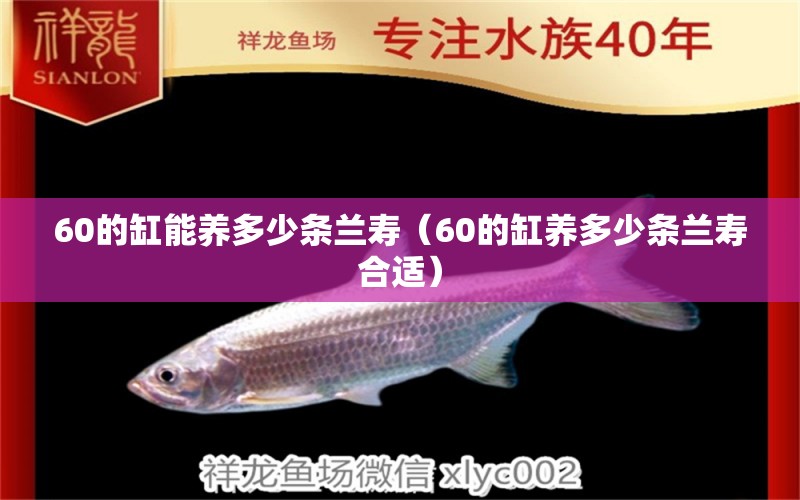 60的缸能养多少条兰寿（60的缸养多少条兰寿合适）