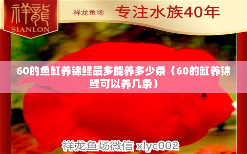 60的鱼缸养锦鲤最多能养多少条（60的缸养锦鲤可以养几条）