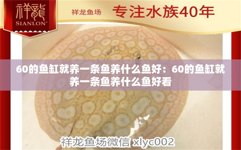 60的鱼缸就养一条鱼养什么鱼好：60的鱼缸就养一条鱼养什么鱼好看