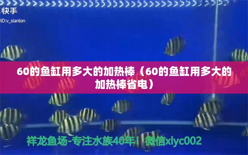 60的鱼缸用多大的加热棒（60的鱼缸用多大的加热棒省电） 祥龙鱼场