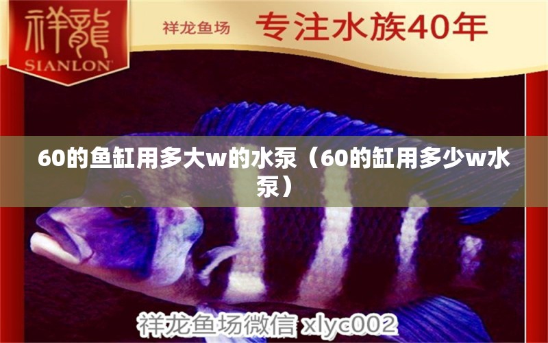 60的鱼缸用多大w的水泵（60的缸用多少w水泵） 撒旦鸭嘴鱼