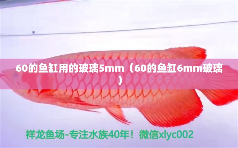 60的鱼缸用的玻璃5mm（60的鱼缸6mm玻璃）