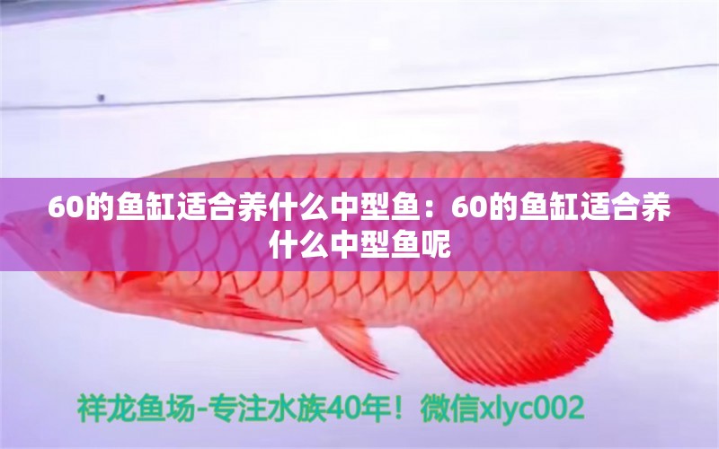 60的鱼缸适合养什么中型鱼：60的鱼缸适合养什么中型鱼呢