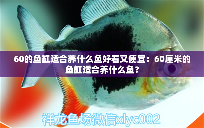 60的鱼缸适合养什么鱼好看又便宜：60厘米的鱼缸适合养什么鱼？