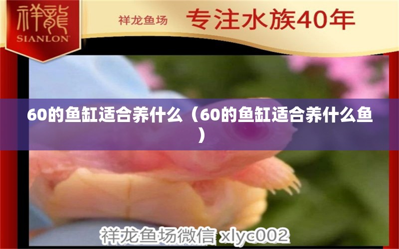 60的鱼缸适合养什么（60的鱼缸适合养什么鱼）