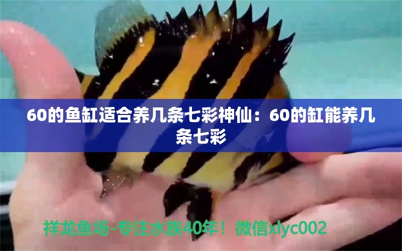 60的鱼缸适合养几条七彩神仙：60的缸能养几条七彩