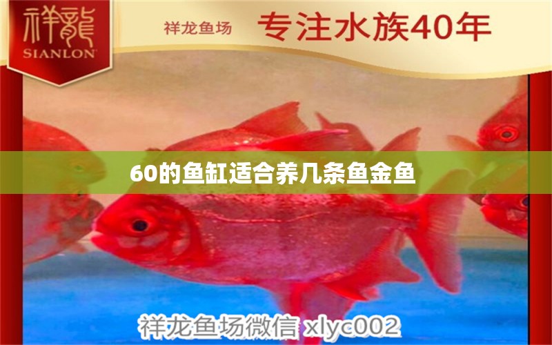 60的鱼缸适合养几条鱼金鱼 