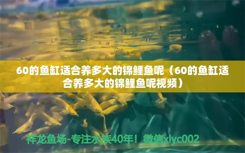 60的鱼缸适合养多大的锦鲤鱼呢（60的鱼缸适合养多大的锦鲤鱼呢视频） 祥龙鱼场