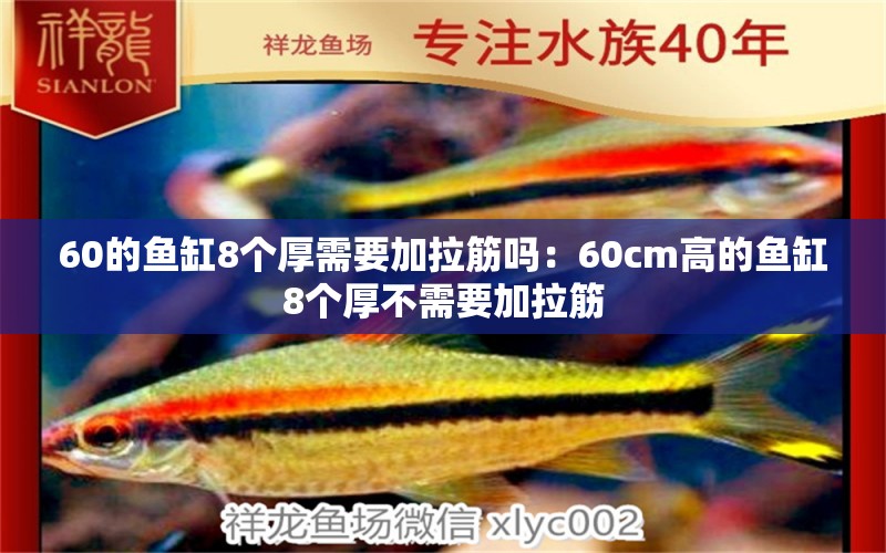 60的鱼缸8个厚需要加拉筋吗：60cm高的鱼缸8个厚不需要加拉筋