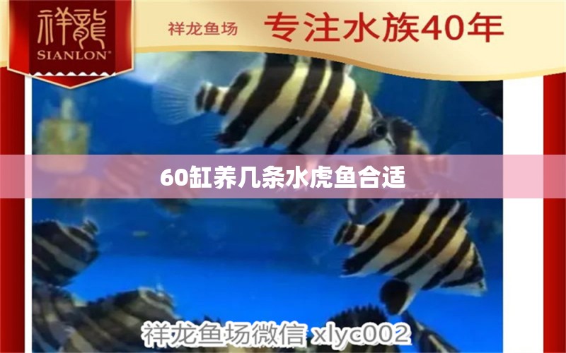 60缸养几条水虎鱼合适 食人鱼（水虎）