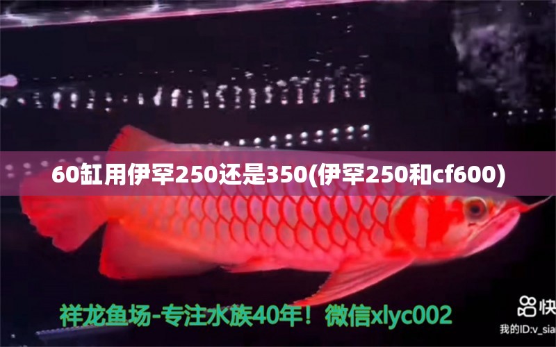 60缸用伊罕250还是350(伊罕250和cf600) 伊罕水族