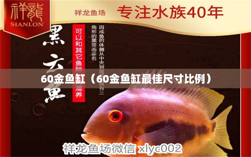 60金鱼缸（60金鱼缸最佳尺寸比例）