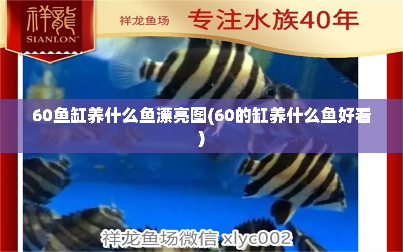 60鱼缸养什么鱼漂亮图(60的缸养什么鱼好看)