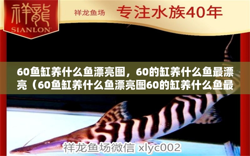 60鱼缸养什么鱼漂亮图，60的缸养什么鱼最漂亮（60鱼缸养什么鱼漂亮图60的缸养什么鱼最漂亮）