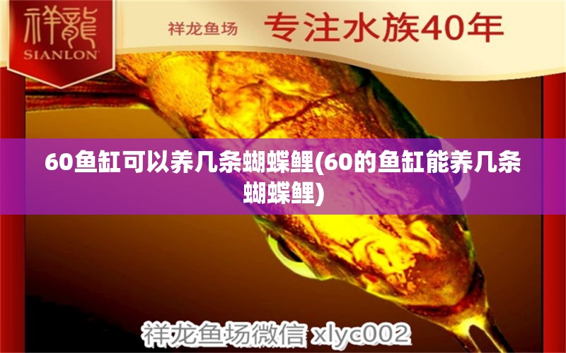 60鱼缸可以养几条蝴蝶鲤(60的鱼缸能养几条蝴蝶鲤)