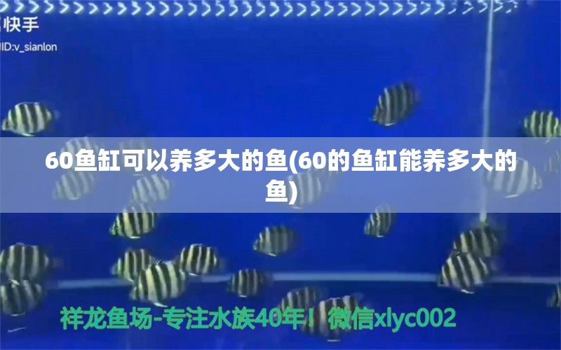 60鱼缸可以养多大的鱼(60的鱼缸能养多大的鱼) 斑马鸭嘴鱼苗