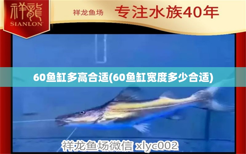 60鱼缸多高合适(60鱼缸宽度多少合适) 球鲨鱼