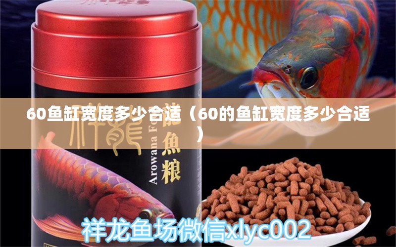 60鱼缸宽度多少合适（60的鱼缸宽度多少合适） 观赏鱼市场（混养鱼）