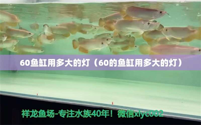 60鱼缸用多大的灯（60的鱼缸用多大的灯）