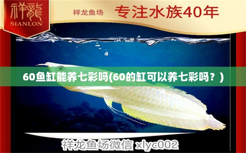 60鱼缸能养七彩吗(60的缸可以养七彩吗？) 红白锦鲤鱼