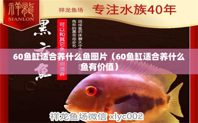 60鱼缸适合养什么鱼图片（60鱼缸适合养什么鱼有价值）